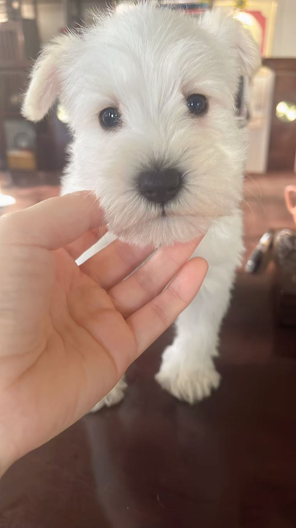 雪纳瑞